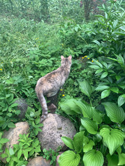 Grey cat in the flowers and grass