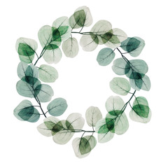  Watercolor eucalyptus leaf  wreath. Floristic design elements for floristics. Hand drawn illustration. Greeting card. Floral print. Plant painted background. For postcards, greetings, cards, logo. 