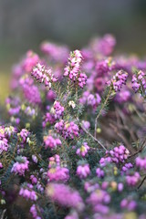 Schneeheide (Erica carnea)