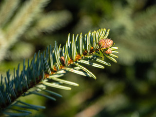 Naklejka na ściany i meble Close-up view of pine tree branch in front of blurry background