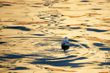 Mouette posée sur l'eau au lever du jour 