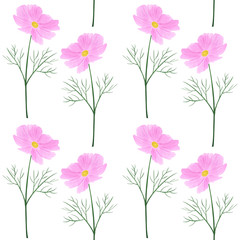 Seamless pattern Cosmea flowers watercolor botanical illustration
