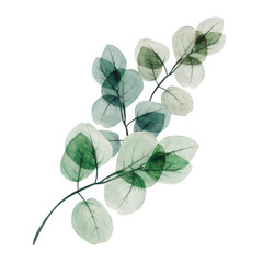  Watercolor eucalyptus leaf branch. Floristic design elements for floristics. Hand drawn illustration. Greeting card. Floral print. Plant painted background. For postcards, greetings, cards, logo.  - 316155022