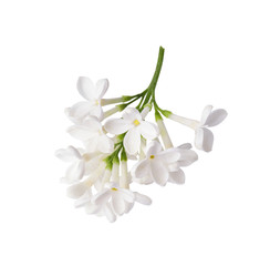 Branch of white lilac flowers isolated on white background.