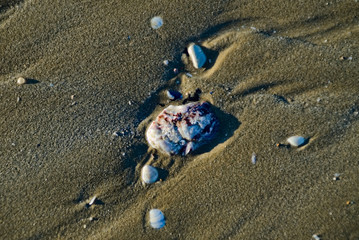 La sabbia e le conchiglie nella bassa marea