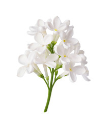 Branch of white lilac flowers isolated on white background.