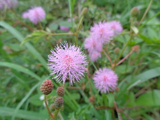 Mimosa pudica, also called sensitive plant, sleepy plant, action plant, touch-me-not, shameplant, zombie plant.