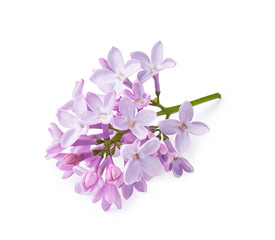 Fototapeta na wymiar Branch of lilac flowers isolated on white background