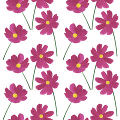 Seamless pattern Cosmea flowers watercolor botanical illustration