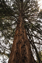 Giant Sequoia outside of Gorge Restaurant at Cataract Gorge, Launceston.