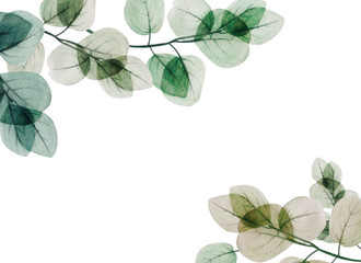  Watercolor eucalyptus leaf  frame. Floristic design elements for floristics. Hand drawn...