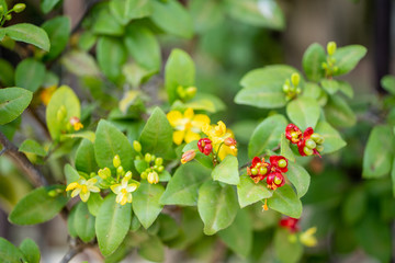 Ochna kirkii Micky Mouse Plant