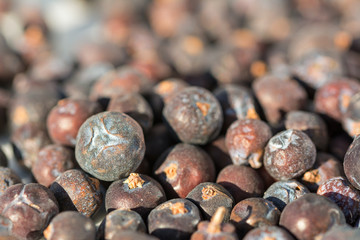 Closeup macro shot of purple juniper berries