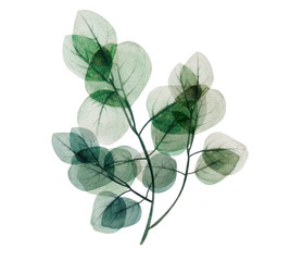  Watercolor eucalyptus leaf branch. Floristic design elements for floristics. Hand drawn...
