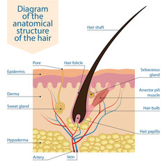 Color scheme of the anatomical structure of the hair. Medical scientific diagram showing the elements of the structure of the skin and hair of the human body. Vector illustration isolated.