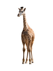 Giraffe isolated on a white background.