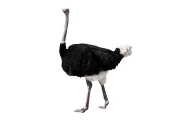 african ostrich isolated on white - obrazy, fototapety, plakaty