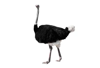 Foto op Canvas Afrikaanse struisvogel geïsoleerd op wit © fotomaster