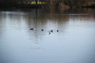 Peaceful landscape with many birds on a lake