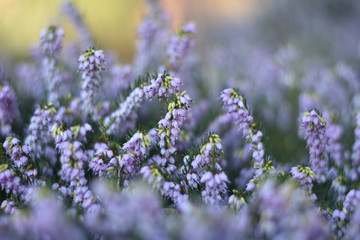 Schneeheide (Erica carnea)