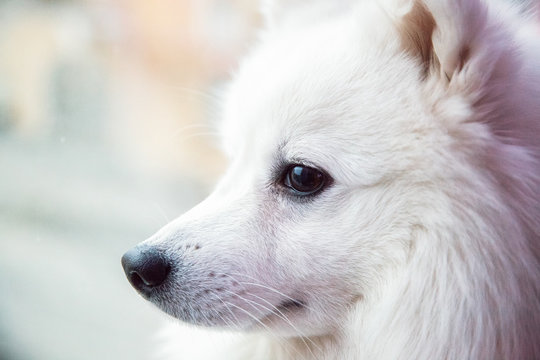 White Japanese Pomeranian looks out the window