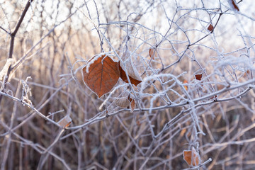 Frost on the grass and reed. Ice crystals close up. Nature Winter Background. Frost day of winter.