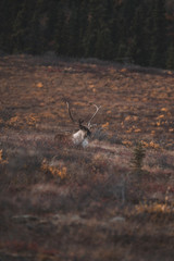 Caribou In Denali National Park, AK