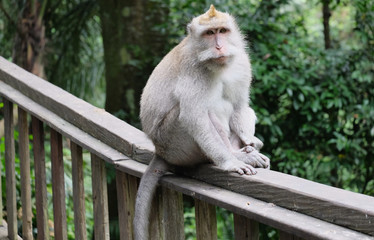 A cute monkey lives in a natural forest of Thailand