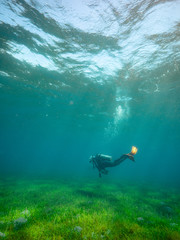 A scuba diver swimming underwater in the blue ocean near the sea grass.