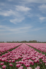 Tulips fields (The Netherlands)