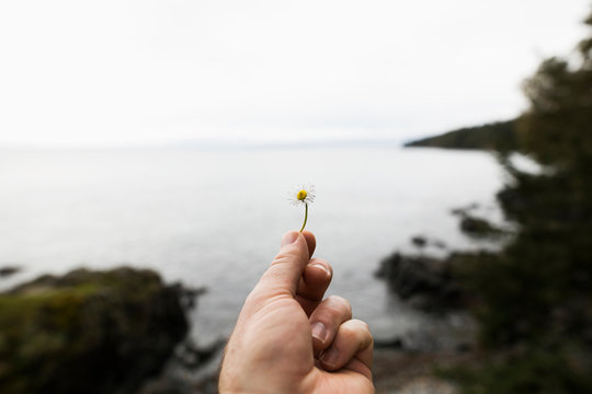 Personal Perspective Woman Holding Small Wildflower With Ocean In Background