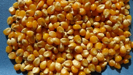corn kernels with blue background