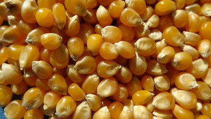 corn kernels with blue background