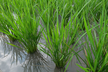 Obraz premium Green terraces rice field in Indonesia