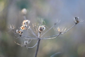 Verblühtes im Winter