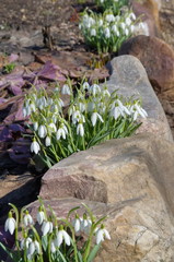 Snowdrops of Voronov (lat. Galanthus woronowii) bloom on a flower bed near the stones