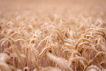 Rural scenery under shining sunlight, golden wheat field, background of ripening wheat meadow