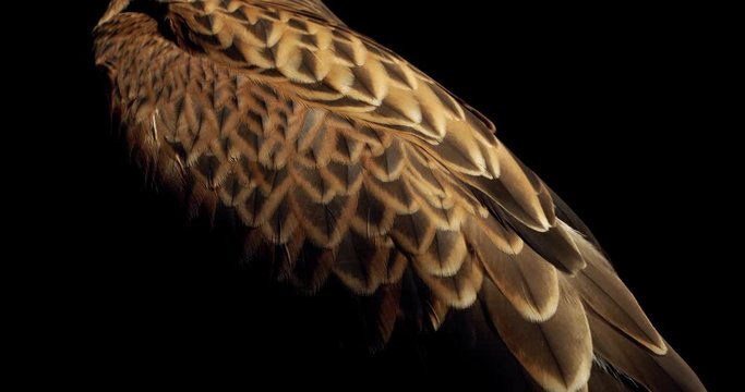 Close up of a beautiful brown and black feathers of a hawk in dramatic lighting