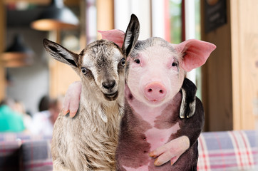 Pig and goat hugging while sitting in a cafe