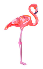 Pink flamingo illustration isolated on white background.