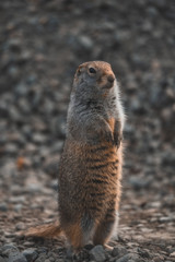 ground squirrel 