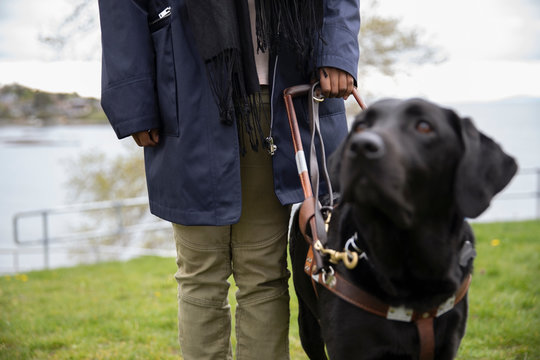 Black seeing eye dog leading visually impaired woman