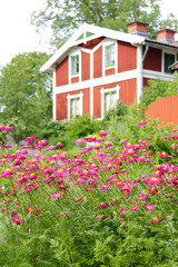 Fototapeta na wymiar Close up of a summer field with pink daisies and a traditional old wooden house (out of focus), Stockholm, Sweden