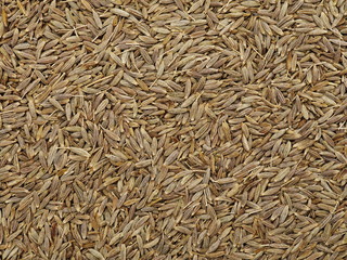 Cumin seeds texture, full frame background. Second most popular spice in the world after black pepper.