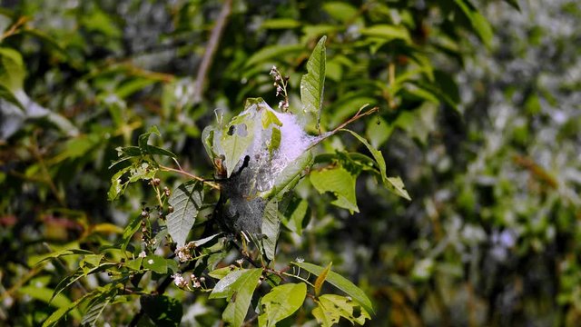 Gąsienice Namiotnika czeremszaczeka (Yponomeuta evonymella) żerujące na liściach czeremchy