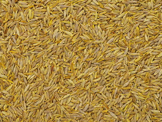 Cumin seeds texture, full frame background. Second most popular spice in the world after black pepper.