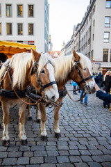 Horses in a carriage. Horse close-up.
