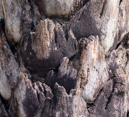 The stem of the perennial coconut tree looks like a cliff!