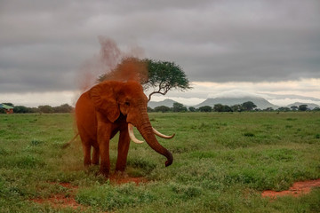 Elefanten im Nationalpark Tsavo Ost und Tsavo West in Kenia