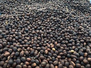 Organic Coffee beans in northern Thailand 